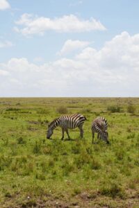 SafariINSIDE(Tsavo East,Amboseli) 1