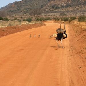SafariINSIDE(Tsavo East,Amboseli) 10