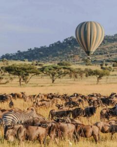TUMBLESafaris(MasaiMara,LakeNakuru) 12