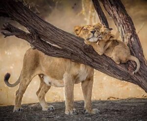 TUMBLESafaris(MasaiMara,LakeNakuru) 13