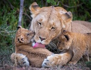 ZAZUSafari(MasaiMara) 14