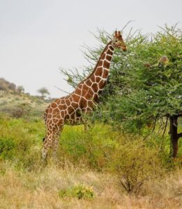 ZAZUSafari(MasaiMara) 16