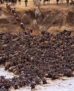 MUFASASafari(MasaiMara,Nakuru,Amboseli,TsavoEast/West,Taita Hills) 18
