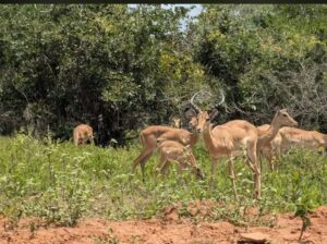 MUFASASafari(MasaiMara,Nakuru,Amboseli,TsavoEast/West,Taita Hills) 2