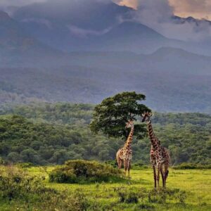 NALASafari(TsavoEastandTaitaHills) 20