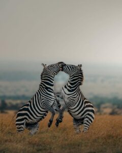 SIMBA&TIMONSafari(Tsavo East,Tsavo West,Amboseli) 27