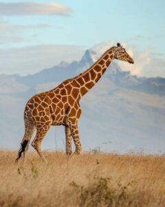 SIMBA&TIMONSafari(Tsavo East,Tsavo West,Amboseli) 28