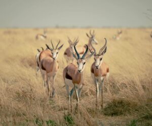 MUFASASafari(MasaiMara,Nakuru,Amboseli,TsavoEast/West,Taita Hills) 3