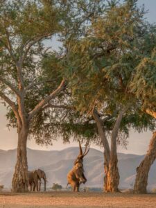 TEMBOSafari(MasaiMara,Nakuru,Amboseli,TsavoEast) 4