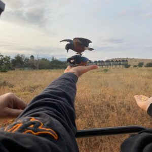 TEMBOSafari(MasaiMara,Nakuru,Amboseli,TsavoEast) 7