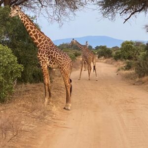 SafariINSIDE(Tsavo East,Amboseli) 9