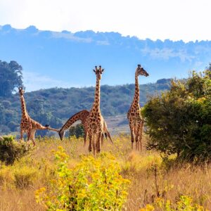 SafariEXPERIENCE(TsavoEast) giraffe
